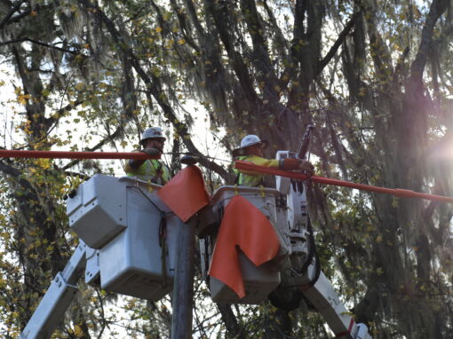 Sapelo Island